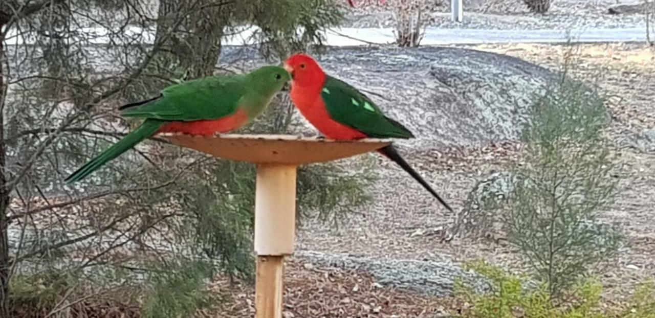 Murray Gardens Motel Stanthorpe Zewnętrze zdjęcie